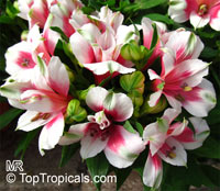 Alstroemeria sp., Peruvian Lily

Click to see full-size image
