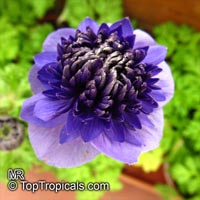 Anemone sp., Windflower

Click to see full-size image