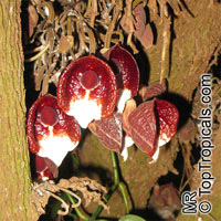 Aristolochia arborea , Aristolochia Tree

Click to see full-size image