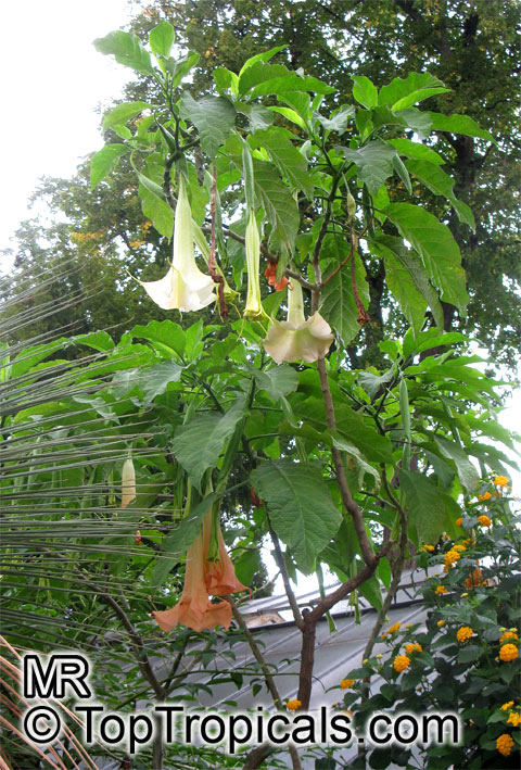 Brugmansia versicolor, Brugmansia versicolor hybrids, Angel's Tears