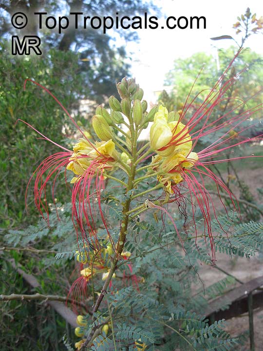TROPICA Caesalpinia gilliesii x spinosa - 15 Semi- Resistente al freddo Arbusto sempreverde del fiore di pavone