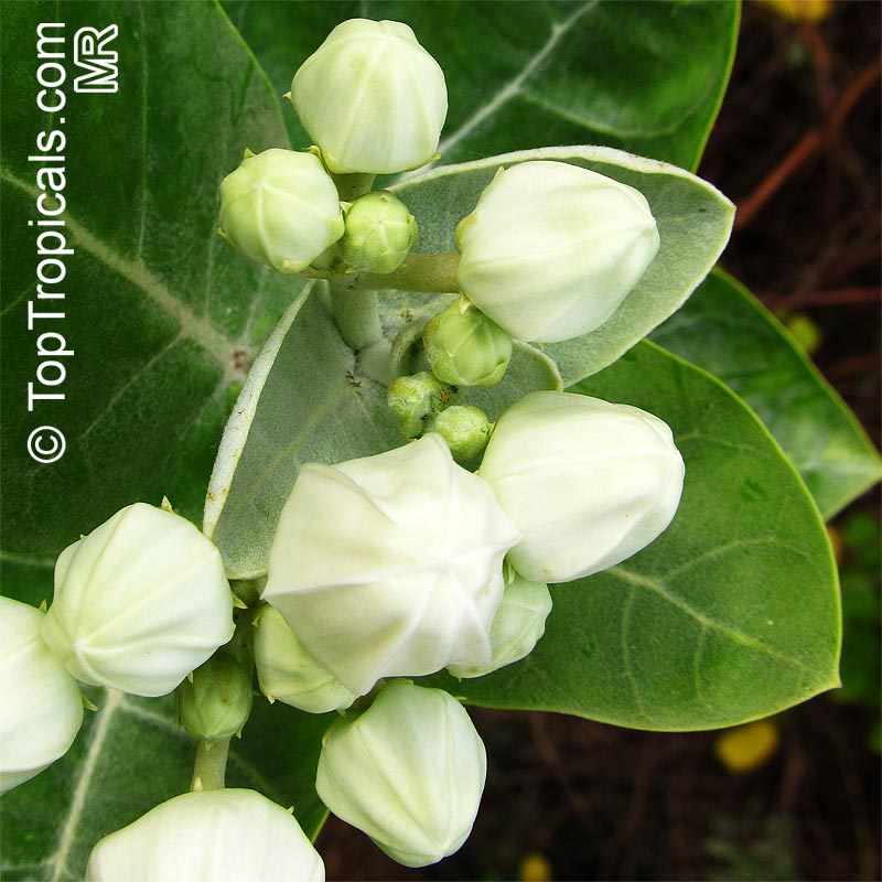Calotropis gigantea, Giant Milkweed, Crown Flower, Giant Calotrope, Arka, Jilledu, Erukkam Madar, White Madaar