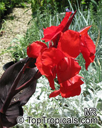 Canna x Australia

Click to see full-size image
