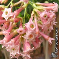 Cestrum sp., Butterfly Flower

Click to see full-size image