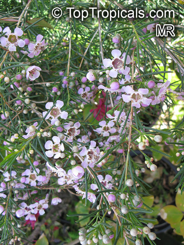 Chamelaucium uncinatum, Darwinia uncinata, Geraldton Waxflower