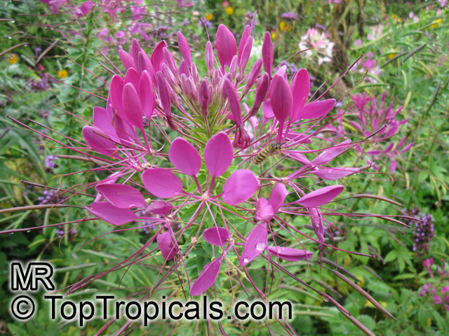 Cleome hassleriana, Cleome spinosa, Spider Flower, Crown Flower