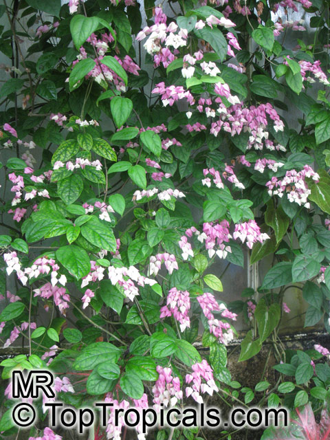 Clerodendrum thomsoniae, Bleeding heart, Glory bower, Clerodendron. After blooming