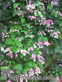Clerodendrum thomsoniae, Bleeding heart, Glory bower, Clerodendron

Click to see full-size image