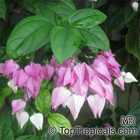 Clerodendrum thomsoniae, Bleeding heart, Glory bower, Clerodendron

Click to see full-size image