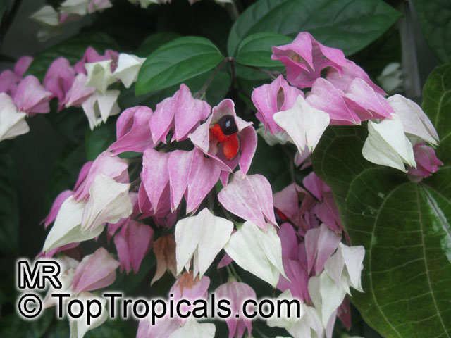 Clerodendrum thomsoniae, Bleeding heart, Glory bower, Clerodendron. After blooming