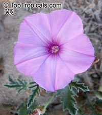 Convolvulus sp., Bindweed

Click to see full-size image