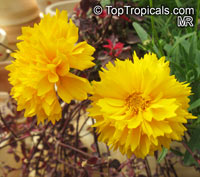 Coreopsis sp., Tickseed

Click to see full-size image