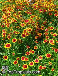 Coreopsis sp., Tickseed

Click to see full-size image