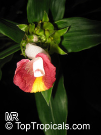 Costus lucanusianus, African Spiral Flag

Click to see full-size image