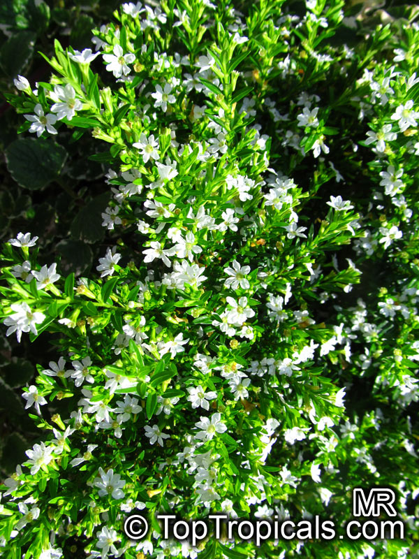 Cuphea hyssopifolia, Mexican False Heather, False Heather, Hawaiian Heather, Elfin Herb