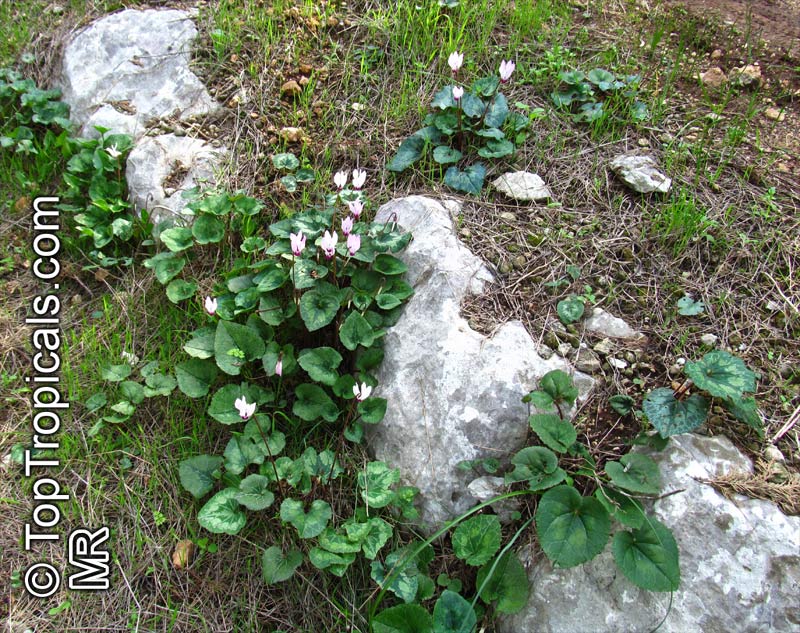 Cyclamen sp., Persian Violet. Wild Cyclamen persicum