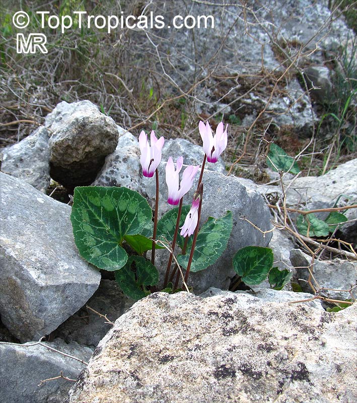 Cyclamen sp., Persian Violet