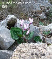 Cyclamen sp., Persian Violet

Click to see full-size image