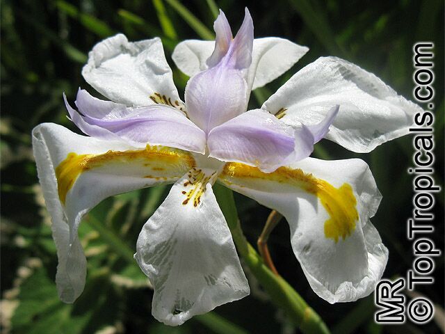 Dietes sp., Wild Iris, Fairy Iris, African Iris. Dietes grandiflora