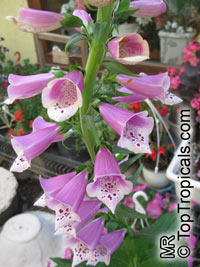 Digitalis purpurea, Purple Foxglove, Lady's Glove

Click to see full-size image