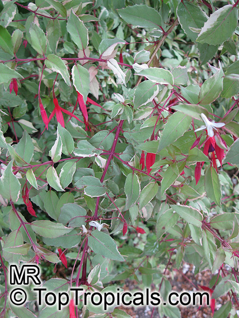 Fuchsia magellanica, Hardy Fuchsia. Fuchsia magellanica Variegata