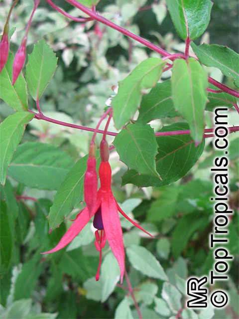 Fuchsia magellanica, Hardy Fuchsia