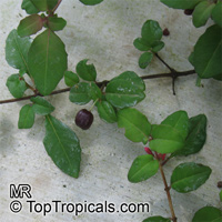 Fuchsia sp., Fuchsia