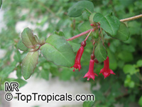Fuchsia sp., Fuchsia
