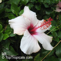 Hibiscus sp., Hibiscus

Click to see full-size image