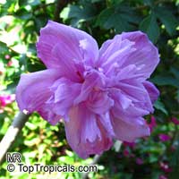 Hibiscus syriacus, Blue Hibiscus, Rose of Sharon

Click to see full-size image