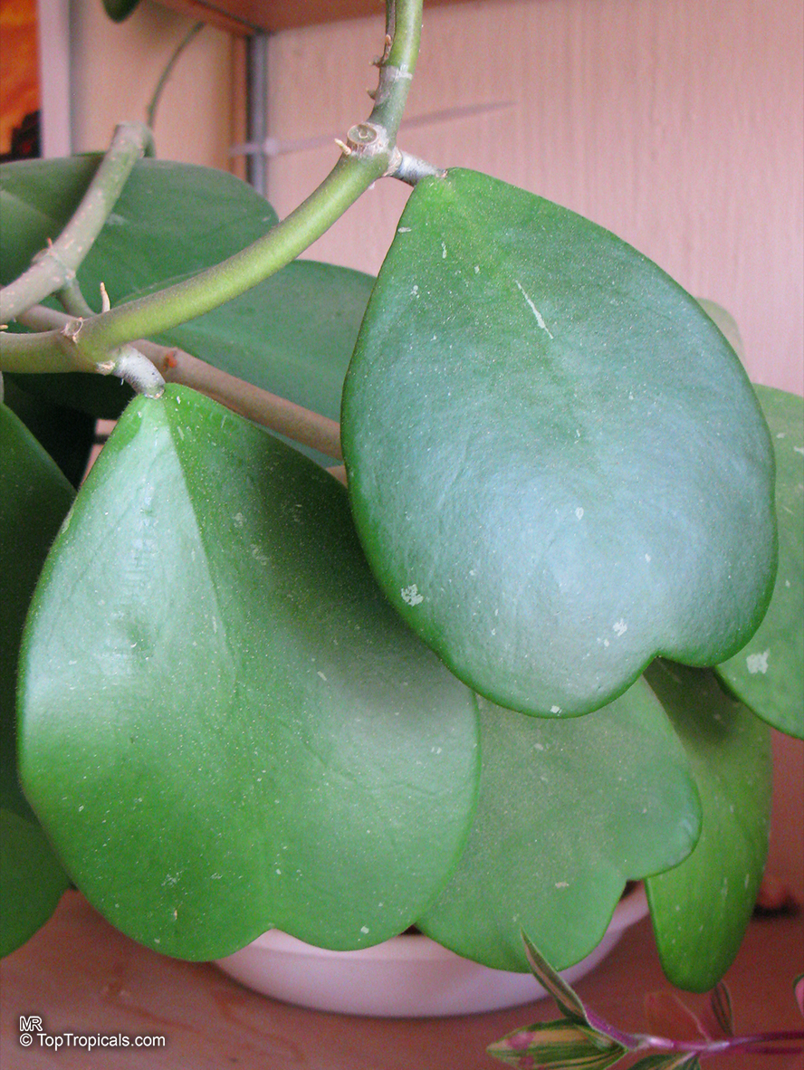 Hoya kerrii - Sweetheart, Valentine Hoya, green leaves