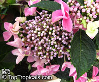 Hydrangea macrophylla, Hortensia, Bigleaf Hydrangea, French Hydrange

Click to see full-size image