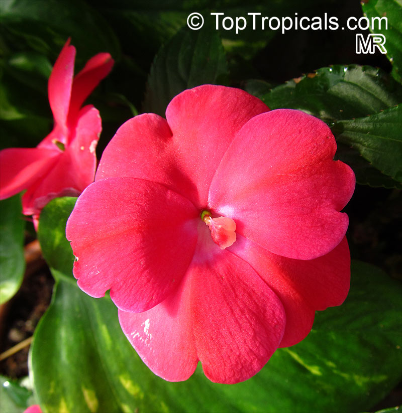 Impatiens Nova Guiné - Planthiza