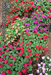 Impatiens sp., Garden Balsam, Touch-me-not, Jewel Weed

Click to see full-size image