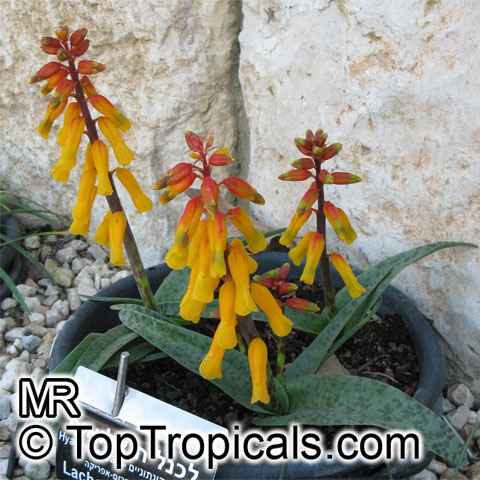 Lachenalia aloides, Lachenalia tricolor, Cape Cowslip