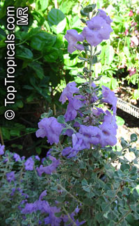 Leucophyllum sp., Texas Sage

Click to see full-size image