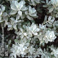 Leucophyllum frutescens, Texas Ranger, Texas Sage, Barometer Bush, Cenizo, Silverleaf, Purple Sage

Click to see full-size image