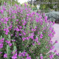 Leucophyllum frutescens, Texas Ranger, Texas Sage, Barometer Bush, Cenizo, Silverleaf, Purple Sage

Click to see full-size image