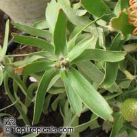Leucospermum sp., Pincushion, Pincushion Protea

Click to see full-size image