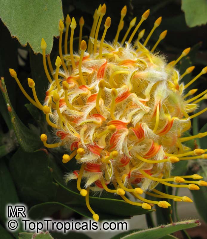 Leucospermum cordifolium, Leucospermum nutans, Nodding Pincushion
