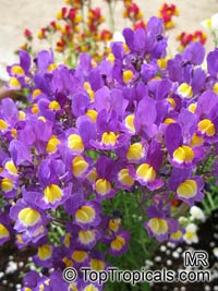 Linaria maroccana, Moroccan Toadflax

Click to see full-size image