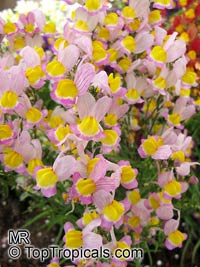 Linaria maroccana, Moroccan Toadflax

Click to see full-size image