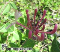 Lonicera x heckrottii, Everblooming Honeysuckle, Gold Flame Honeysuckle

Click to see full-size image