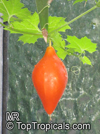 Momordica balsamina, Balsam Apple

Click to see full-size image