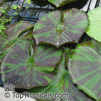 Nymphaea sp., Water Lily. Nymphaea 'Leopardess'