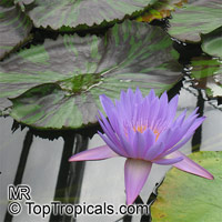 Nymphaea sp., Water Lily. Nymphaea 'Leopardess'