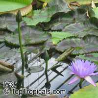 Nymphaea sp., Water Lily. Nymphaea 'Leopardess'