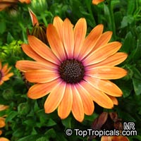 Osteospermum sp., Trailing African Daisy, Freeway Daisy, Blue Eyed Daisy

Click to see full-size image