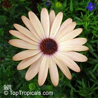 Osteospermum sp., Trailing African Daisy, Freeway Daisy, Blue Eyed Daisy

Click to see full-size image