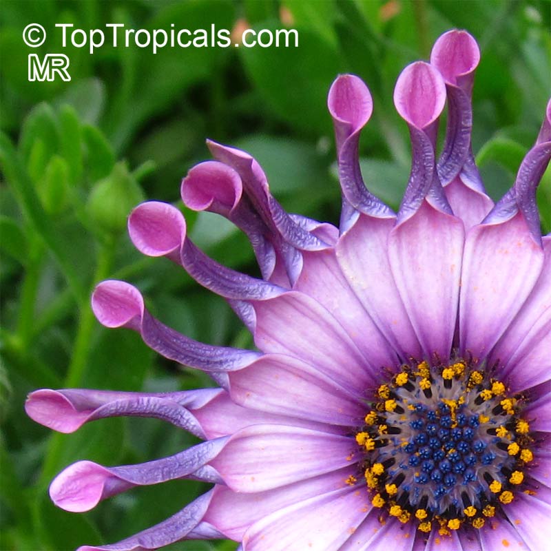 Osteospermum sp., Trailing African Daisy, Freeway Daisy, Blue Eyed Daisy. Osteospermum 'Pink Whirls'